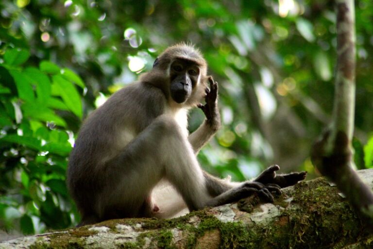A curious monkey sits perched on a mossy branch in a lush green forest, holding its hand near its head as if listening intently.
