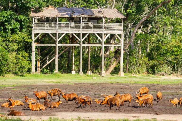 A group of Bongo antelopes gather in a muddy field in front of a wooden observation tower in a lush, green forest.