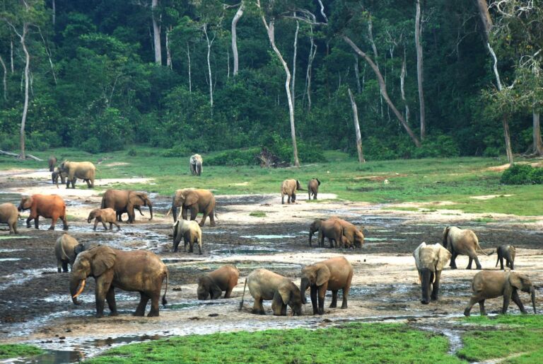 A large herd of African forest elephants gathers in a muddy clearing near a dense forest, with trees and lush greenery in the background.
