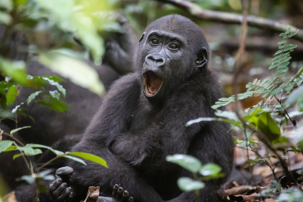 A juvenile gorilla sits among leaves with its mouth open in a yawn or vocalization.