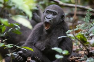 A juvenile gorilla sits among leaves with its mouth open in a yawn or vocalization.