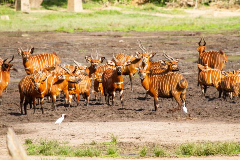 A herd of striped, orange-brown bongo antelopes stands in a muddy field, with a white bird near the front and green grass in the foreground.