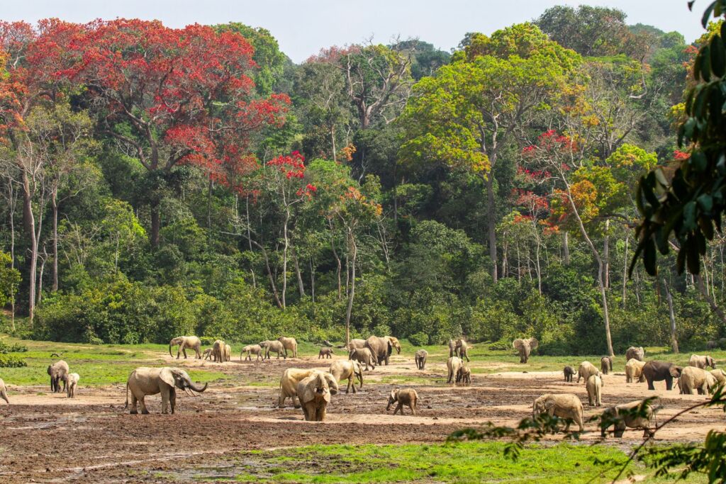 A herd of African forest elephants gathers in a muddy clearing surrounded by lush green trees and trees with bright red leaves.