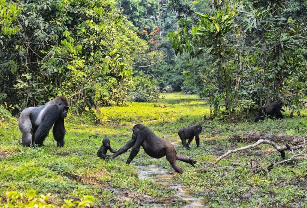 A family of gorillas is seen in a lush green forest, with one adult helping a baby cross a stream while others watch.