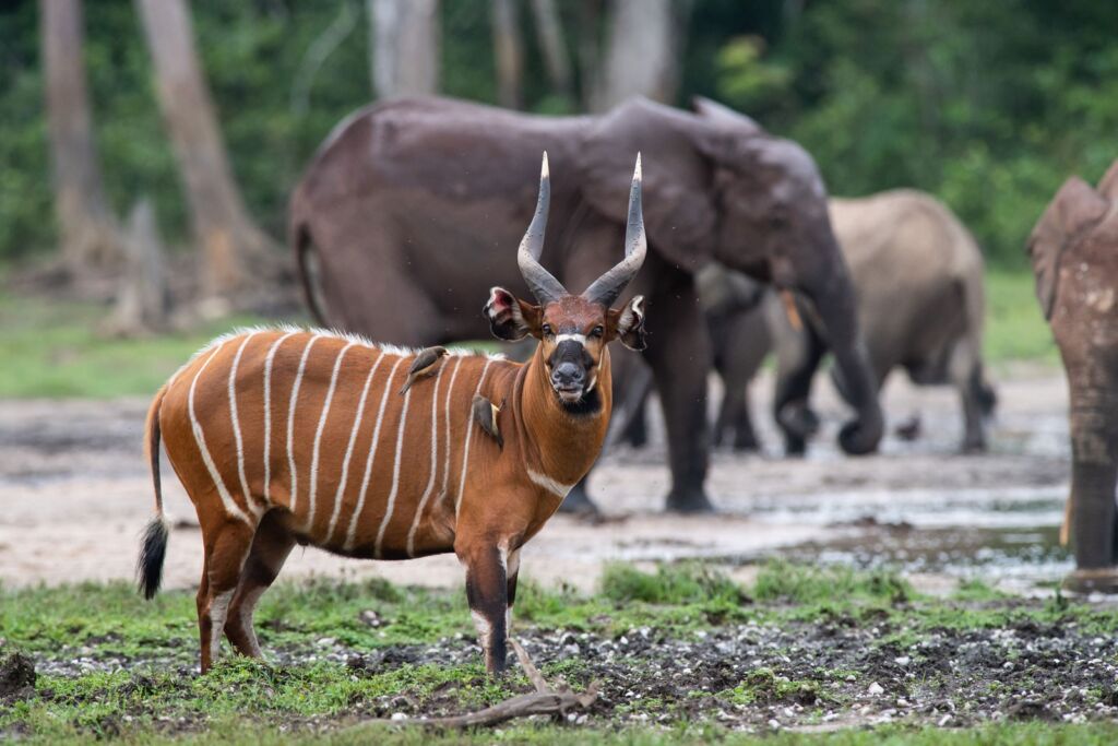 A bongo, an antelope with a reddish-brown coat with white stripes, stands in the foreground, while a herd of elephants grazes in the background.