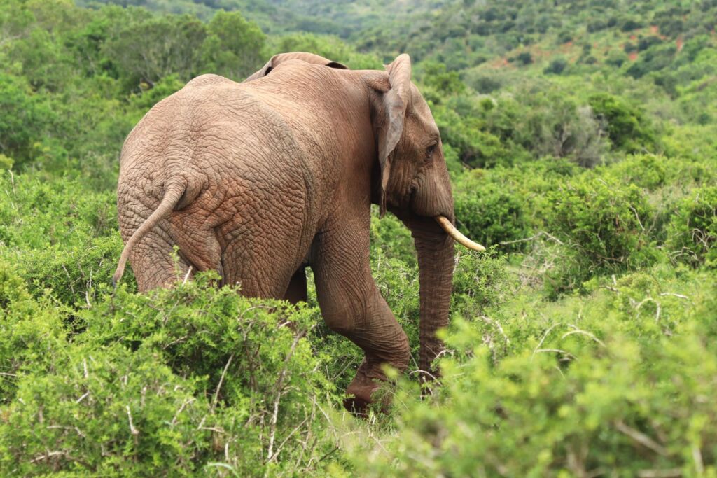 An elephant, facing right, emerges from a dense bush of greenery, revealing its thick, wrinkled skin and a single tusk.