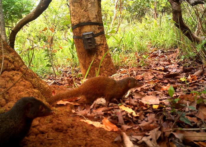Two dwarf mongooses are walking on the ground covered with leaves near a tree with a camera trap attached to it.
