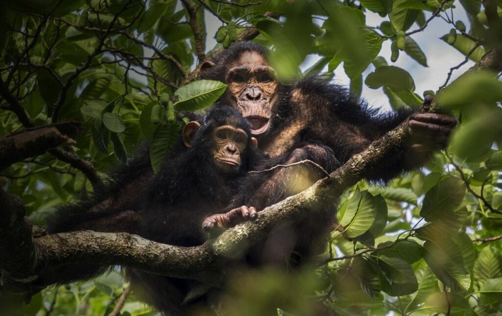 A chimpanzee mother and baby sit on a tree branch surrounded by leaves, the mother with her mouth open.