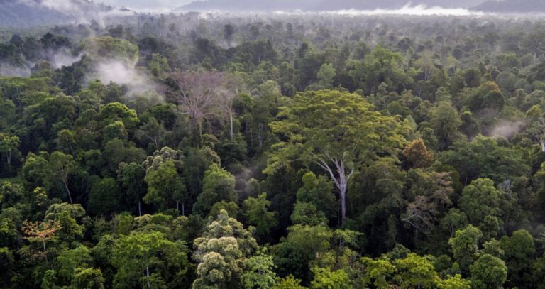 An aerial view of a dense rainforest canopy, displaying a diverse collection of trees in varying shades of green, enveloped by mist and distant mountains.