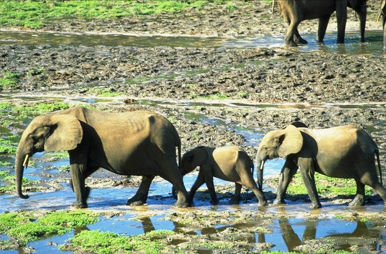A family of elephants, consisting of two adults and a calf, is walking through a muddy, watery area.