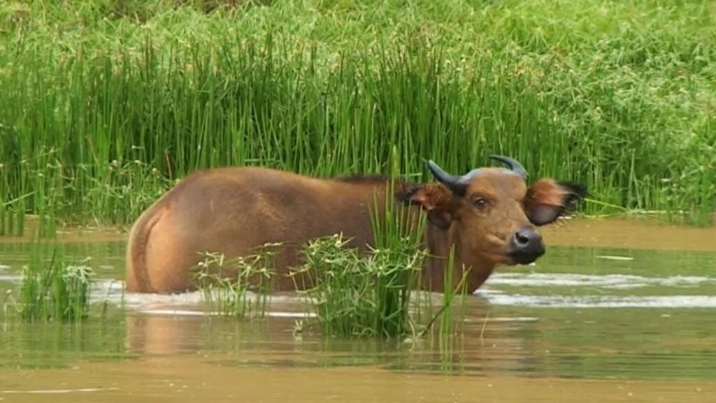 A brown water buffalo stands in a marsh, surrounded by tall grasses and murky water.