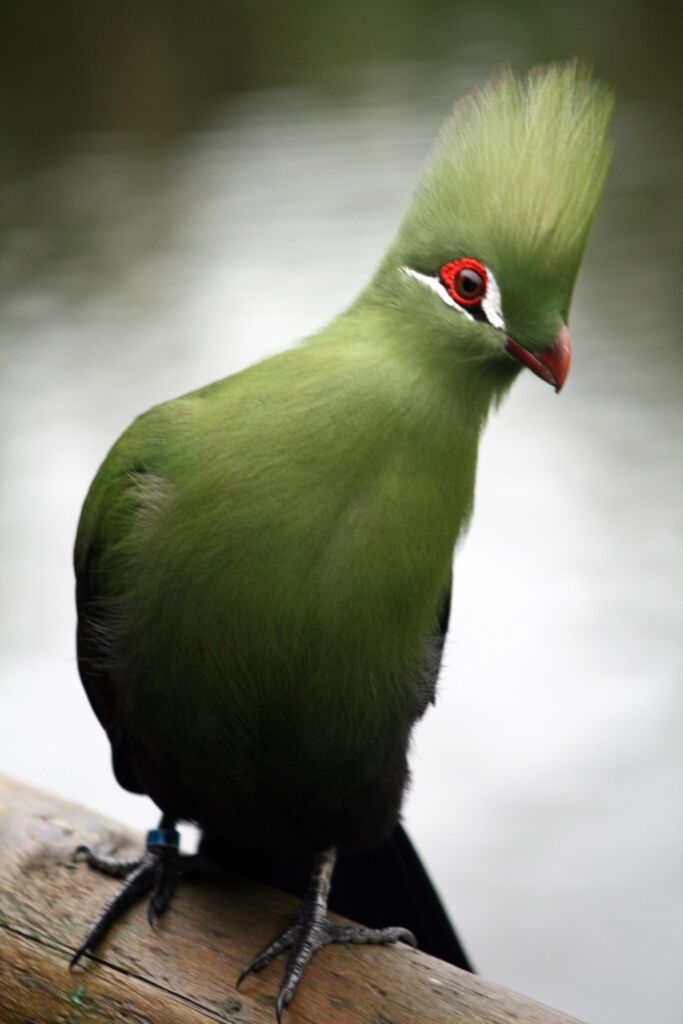A stunning green bird with a distinctive red-rimmed eye and a crest perches on a branch, its plumage a vibrant contrast to the blurred background.