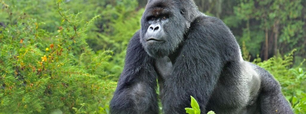 A large gorilla stands prominently in a lush green environment, exhibiting its impressive size and strength.