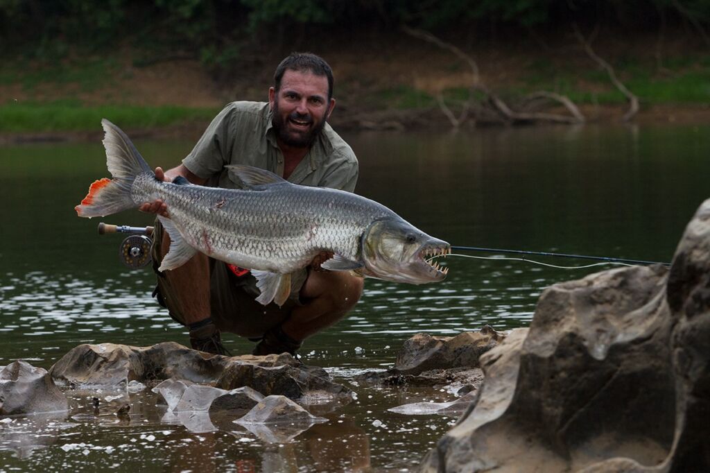 A man crouches in a river, proudly holding a large Tigerfish with formidable teeth towards the camera.