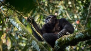 A chimpanzee is resting on a mossy tree branch amidst lush greenery.