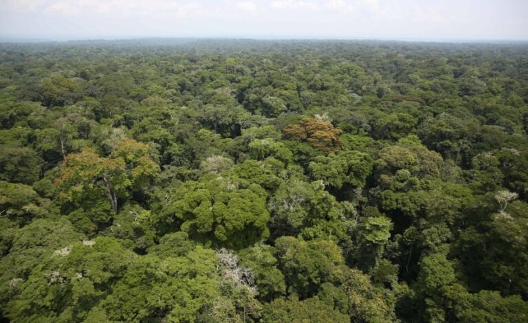 An aerial view captures a vast expanse of dense green rainforest, with varied textures and hues of foliage creating a visually rich and seemingly endless canopy.
