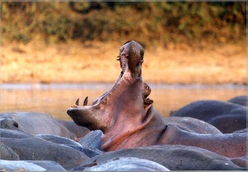 A hippo with its mouth wide open is surrounded by other hippos in a body of water.