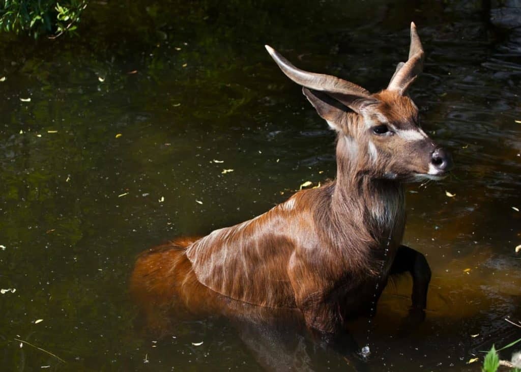 A male sitatunga standing in water, looking to the right.