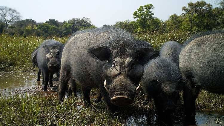 A herd of critically endangered Visayan warty pigs stands in a muddy area, looking at the camera.