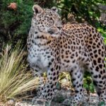 Nana Barya Faunal Reserve: In Search Of Wildlife