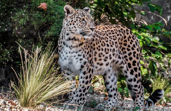 A leopard stands alert among greenery, its spotted coat blending with the natural surroundings.
