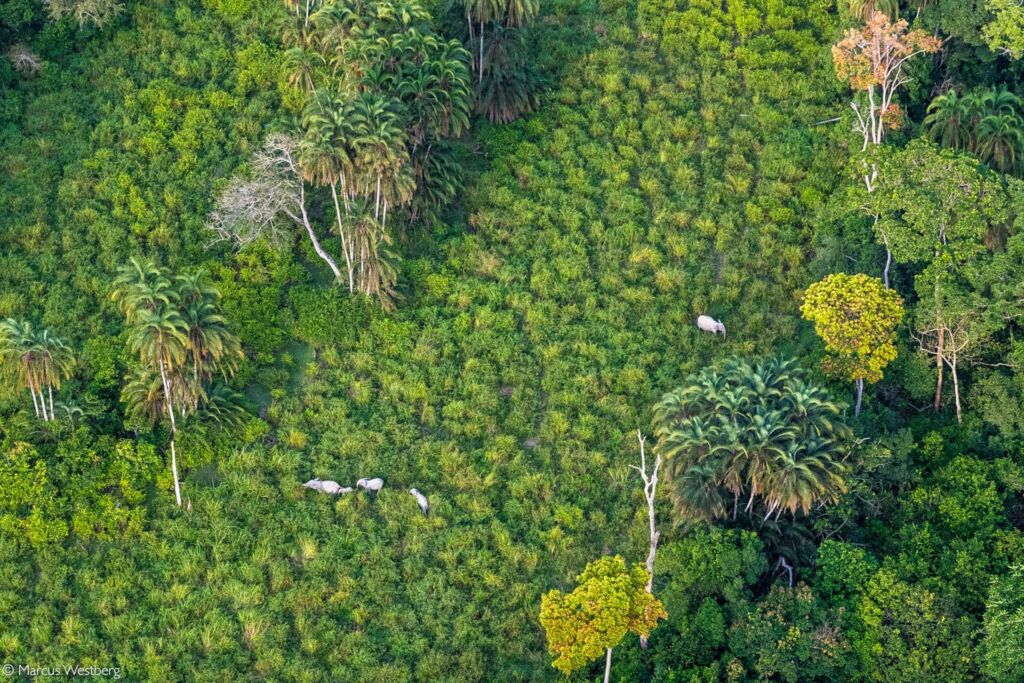 An aerial view of a lush green landscape with scattered palm trees and a group of elephants grazing in the open area.