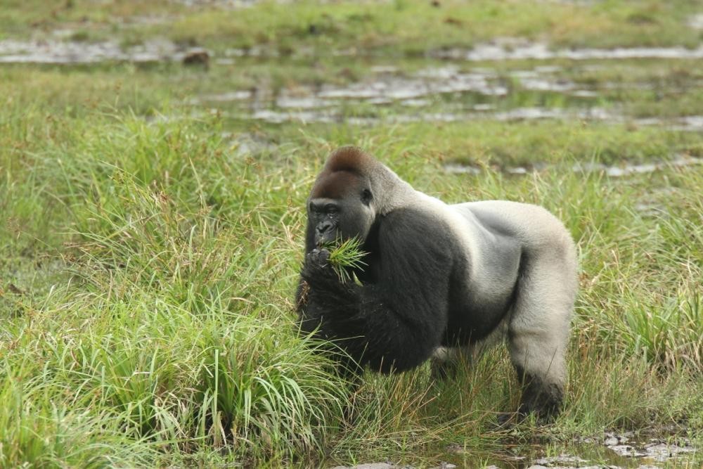 A silverback gorilla stands in a grassy field, eating some vegetation.