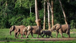 A family of forest elephants walks along a grassy path in a lush forest.