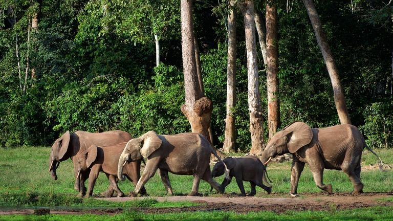 A family of forest elephants walks along a grassy path in a lush forest.