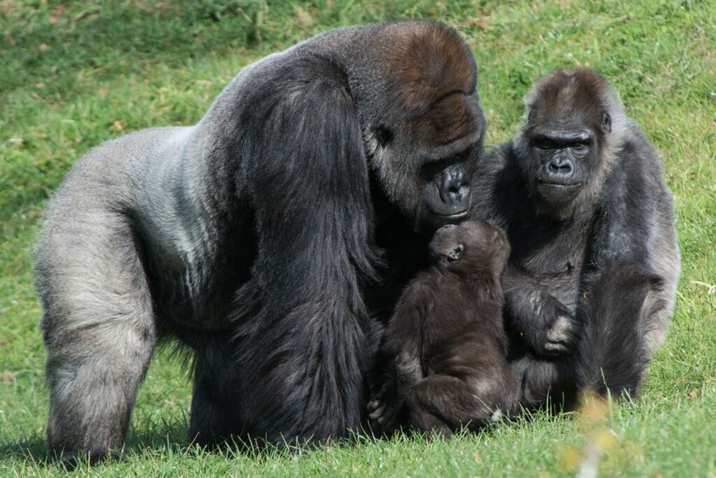 A family of three gorillas, including a silverback male, a female, and a baby, are gathered together in a grassy area.