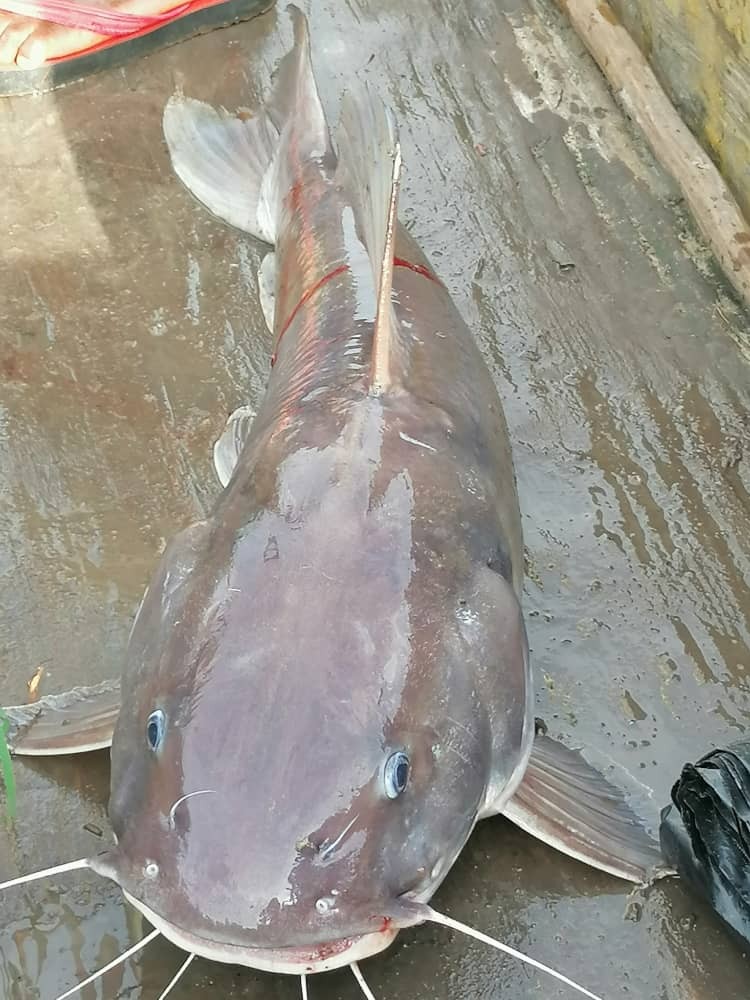 A large, gray catfish with long whiskers and blue eyes lies on a wet surface, displaying its full body and fins.