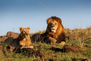 A male and female lion resting in a grassy field under a clear blue sky.