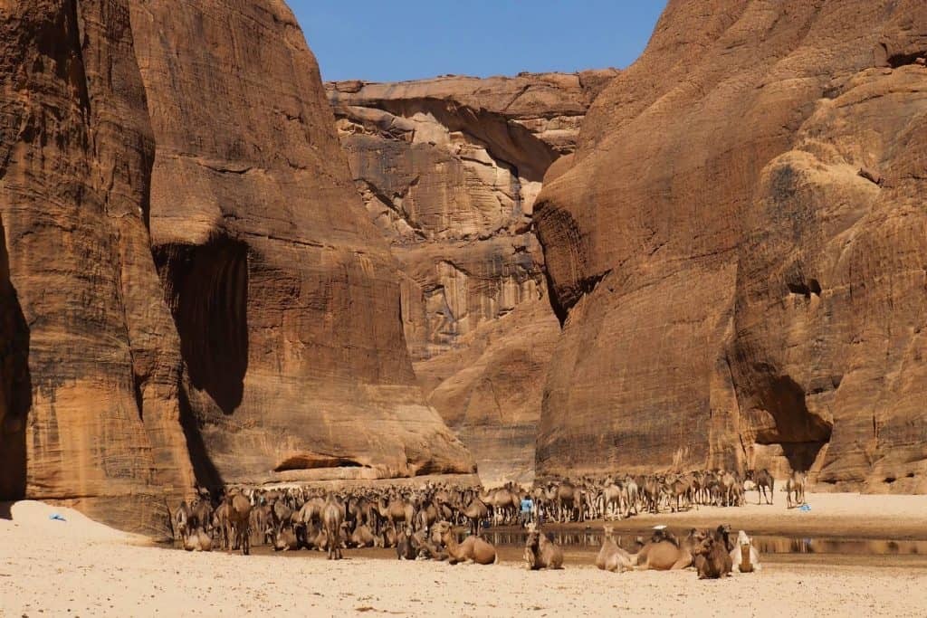 A herd of camels rests in a sandy canyon between towering rock formations under a clear blue sky.