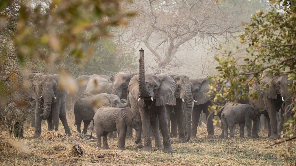 A herd of elephants, including adults and calves, stands in a dry, grassy field surrounded by trees, with one elephant raising its trunk high in the air.