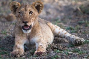 A lion cub is lying on the ground, looking straight ahead with its mouth slightly open.