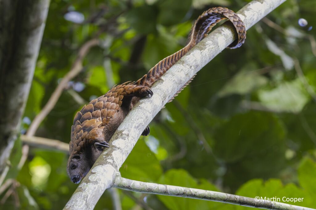 A pangolin with brown scales is clinging to a tree branch with its tail wrapped around it, with green foliage in the background.