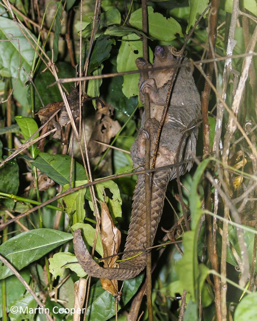 A Palawan bear cat clings to a tree trunk, its scaly tail wrapped around a branch, surrounded by lush green foliage.
