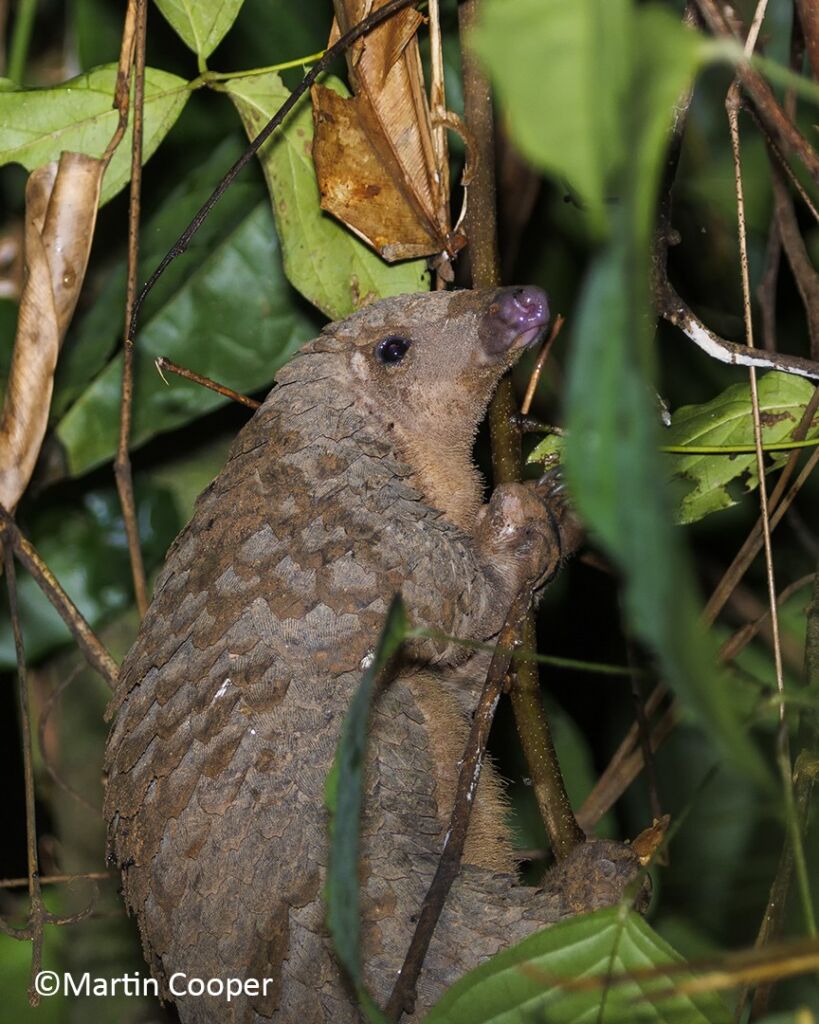 A pangolin clings to a thin tree branch amidst lush green foliage, its scaled body and pink nose catching the light.