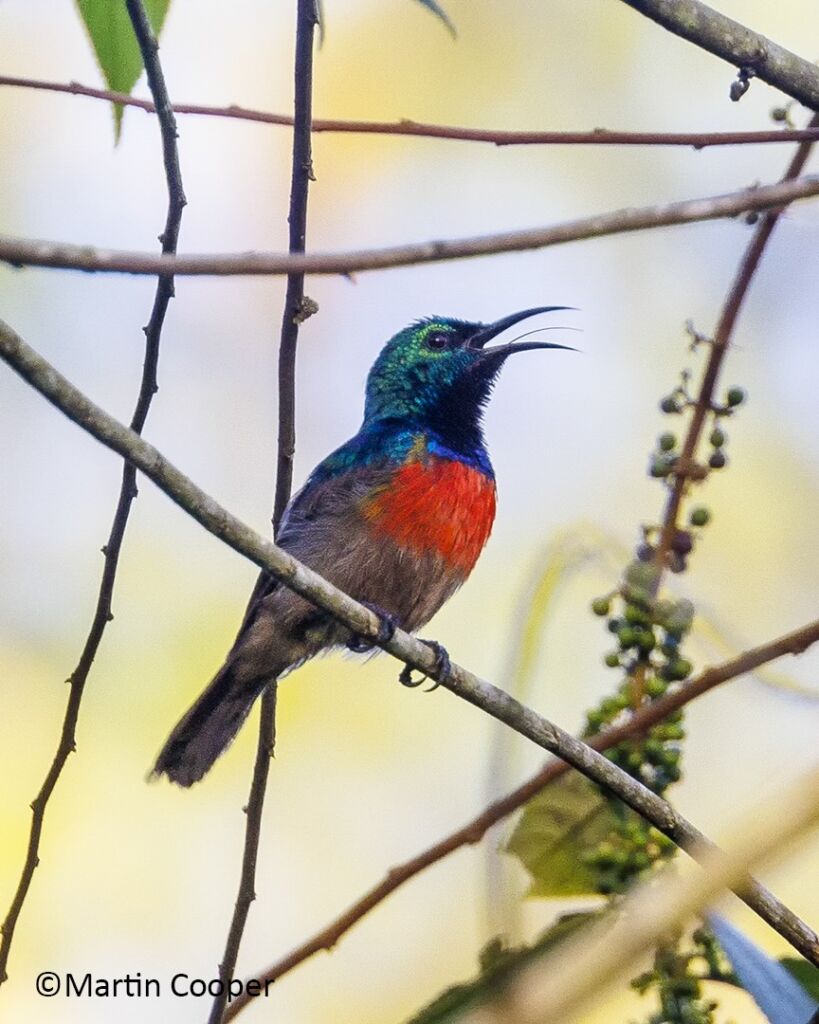 A vibrant sunbird with a colorful plumage sits perched on a branch, its beak open in song, surrounded by foliage.