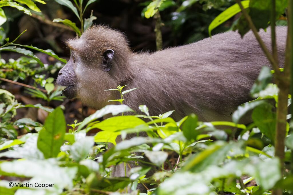 A monkey stands amidst lush green foliage, captured in a natural setting with dense foliage surrounding it.