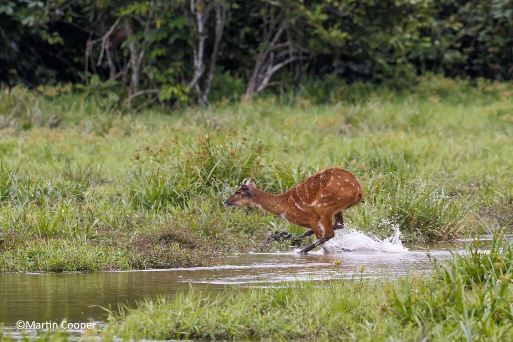 A red duiker with white spots runs through shallow water in a grassy meadow, creating splashes.