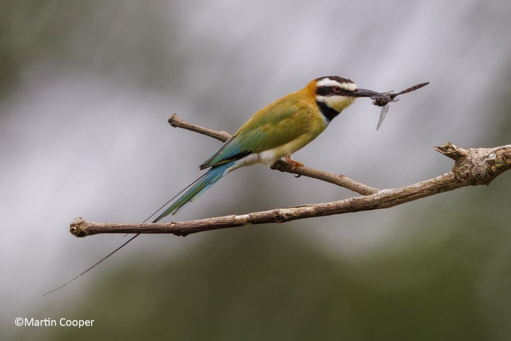 A colorful White-fronted Bee-eater perches on a branch, holding a dragonfly in its beak against a blurred grey-green background.