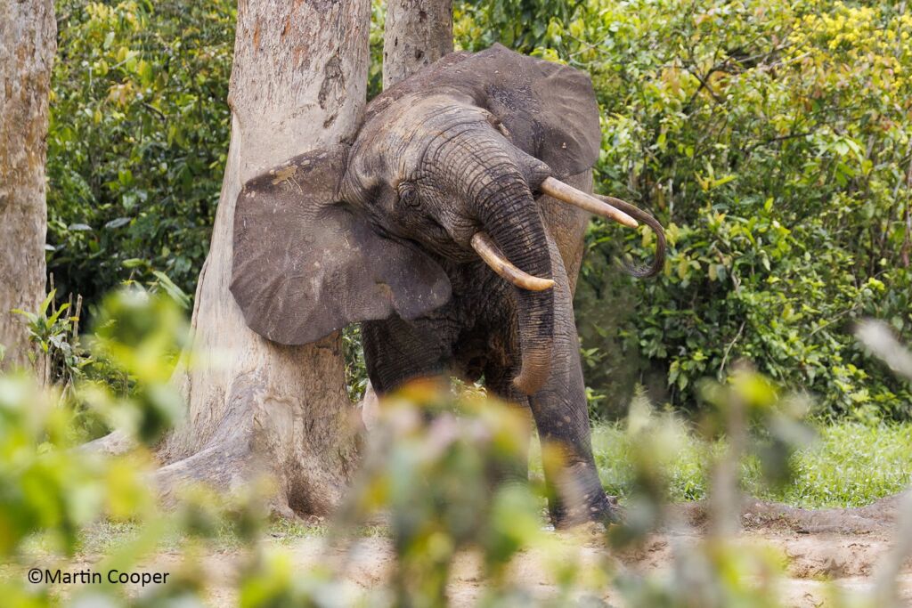 A forest elephant stands nestled between two trees in a lush green forest.