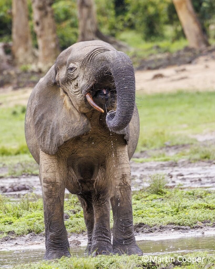 An African forest elephant stands in a puddle, trunk raised to its mouth, water dripping down, with the background of green grass, trees, and mud.