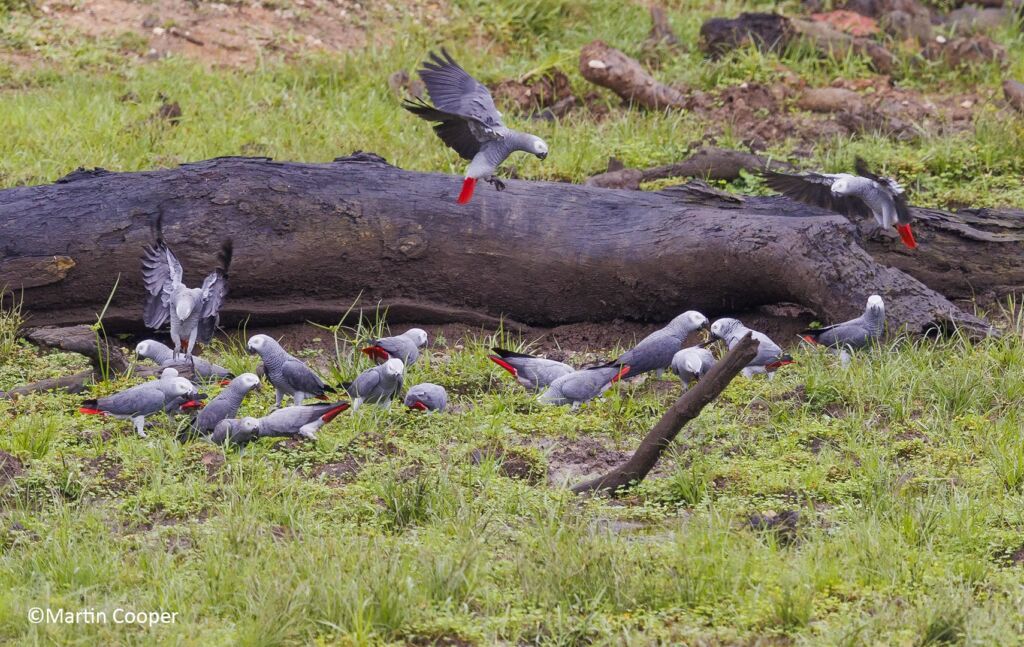 A flock of grey parrots with red tails gather around a fallen log in a grassy area, with one parrot landing on the log.