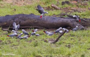 A flock of grey parrots with red tails gather around a fallen log in a grassy area, with one parrot landing on the log.