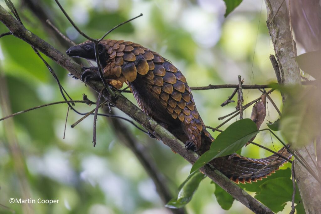 A pangolin is perched on a tree branch in a lush, green forest.