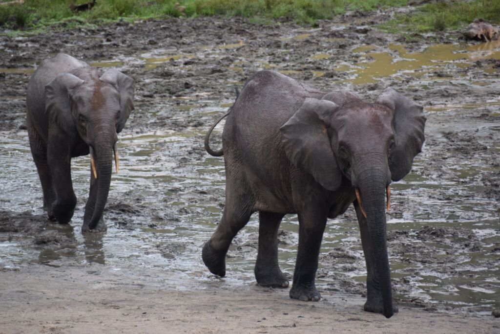 Two young elephants walk through a muddy watering hole, the mud splattered on their legs and bodies, with one elephant slightly ahead of the other.