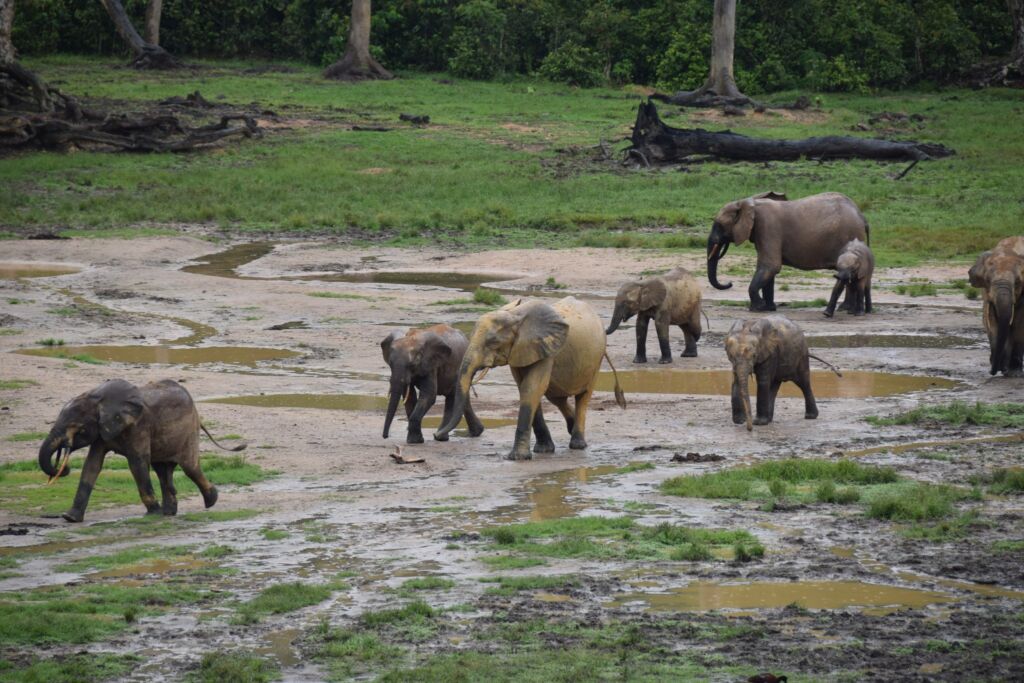 A herd of African forest elephants traverse a muddy clearing with puddles, framed by a green field, trees, and lush vegetation.