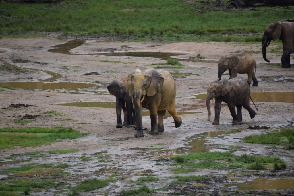 A group of elephants of different sizes are walking through a muddy field with patches of grass and pools of water.
